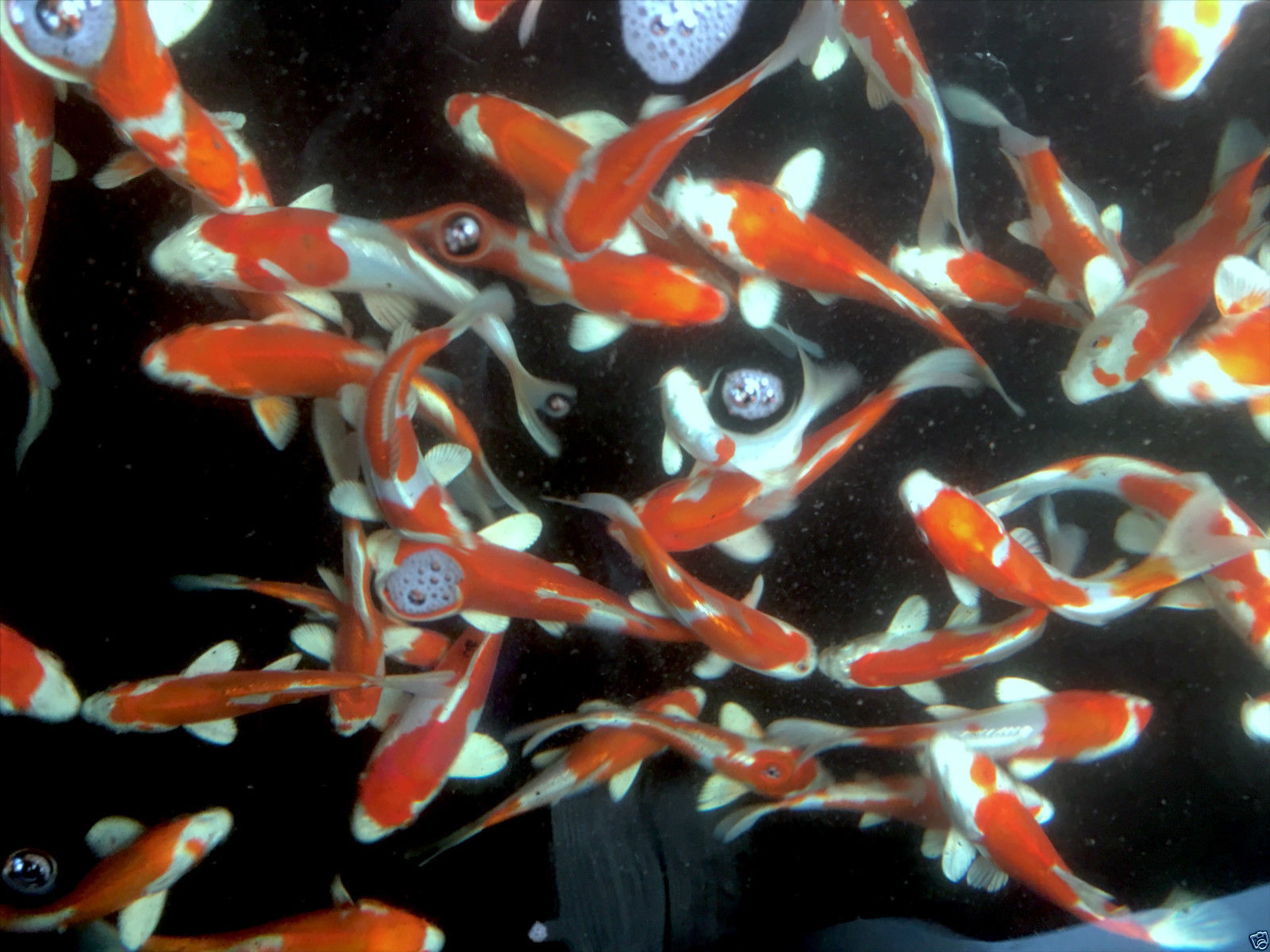 Japanese Koi 397 Yamamatsu - Koi & Pond Fish For Sale | BJS Japanese