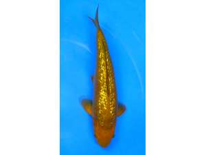Japanese Koi 470 Chagoi Ginrin SOLD