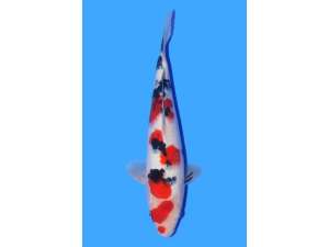 Japanese Koi 473 Sanke Jumbo Sold