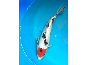 Japanese Koi BJ494 Tancho Sanke 22cm