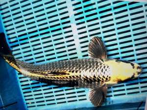Japanese Koi BJ547 Jumbo Kabuto 45+cm Collection