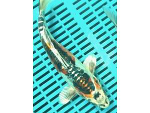 Japanese Koi BJ478 Kujaku 24cm Reserved