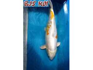 Japanese Koi 420 Hariwake 55cm