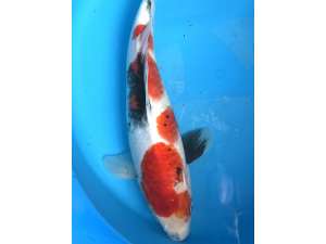 Japanese Koi BJ490 Sanke 25cm