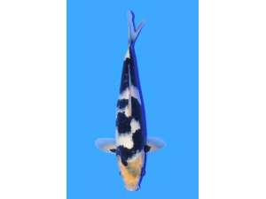 Japanese Koi 475 Shiro 30cm SOLD