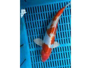 Japanese KoI BJ500 30cm Kohaku