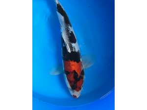 Japanese Koi BJ491 Showa size 25cm