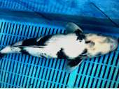 Japanese Koi BJ550 Shiro Breeder NND 48cm SALE