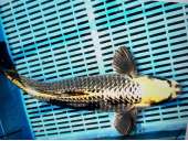 Japanese Koi BJ547 Jumbo Kabuto 45+cm Collection