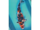 Japanese Koi 474 Sanke 50cm SOLD